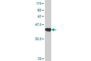 Western Blot detection against Immunogen (37. (RHOT2 antibody  (AA 385-486))