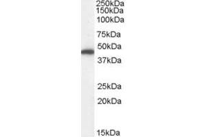 Western Blotting (WB) image for anti-Fumarate Hydratase (FH) (Internal Region) antibody (ABIN2465736) (FH antibody  (Internal Region))
