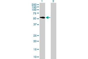 Western Blot analysis of ATP6V1H expression in transfected 293T cell line by ATP6V1H MaxPab polyclonal antibody. (ATP6V1H antibody  (AA 1-483))