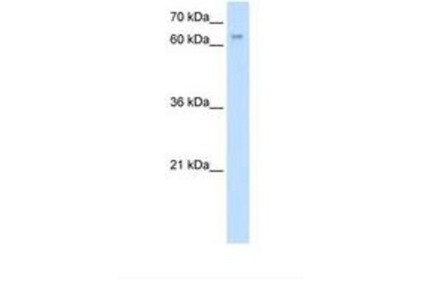 ESRP1 antibody  (AA 161-210)