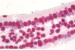 Image no. 5 for anti-Histone Cluster 1, H3d (HIST1H3D) (AA 1-61) antibody (ABIN1498666) (HIST1H3D antibody  (AA 1-61))
