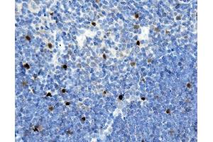 IHC analysis of MAFA using anti-MAFA antibody (ABIN7602623). (MAFA antibody  (AA 9-308))