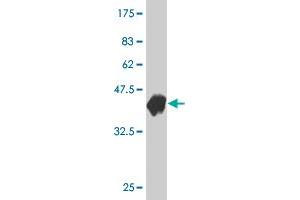 Western Blot detection against Immunogen (34.