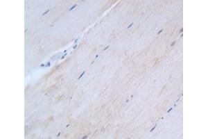 Used in DAB staining on fromalin fixed paraffin- embedded Kidney tissue (HSF4 antibody  (AA 91-407))