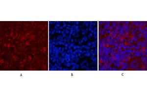 Immunofluorescence analysis of rat spleen tissue. (Caspase 9 antibody)