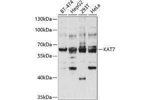 Western blot analysis of extracts of various cell lines, using K antibody (ABIN6128005, ABIN6142689, ABIN6142690 and ABIN6221516) at 1:1000 dilution. (MYST2 antibody  (AA 55-193))