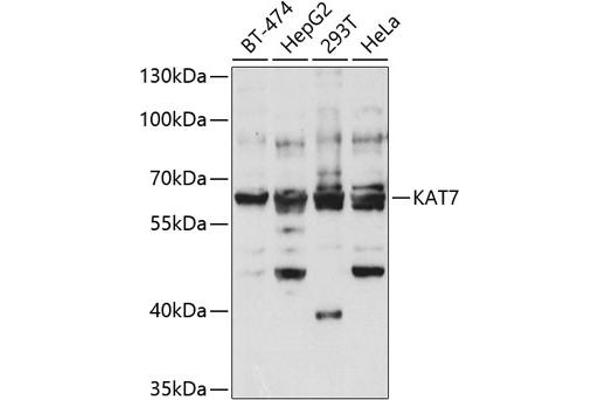 MYST2 antibody  (AA 55-193)