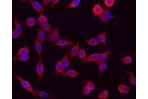 Immunofluorescence (IF) image for anti-Keratin 1 (KRT1) antibody (ABIN2664915) (Cytokeratin 1 antibody)