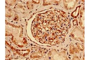 Immunocytochemistry analysis of human kidney tissue using ABIN7161179 at dilution of 1:100 (Nestin antibody  (AA 1321-1569))