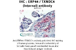 Image no. 1 for anti-Endoplasmic Reticulum Protein 44 (ERP44) (Internal Region) antibody (ABIN1734141) (ERP44 antibody  (Internal Region))