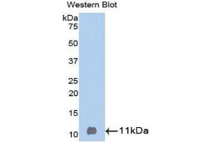Western Blotting (WB) image for anti-Betacellulin (BTC) (AA 32-111) antibody (ABIN3209302) (Betacellulin antibody  (AA 32-111))