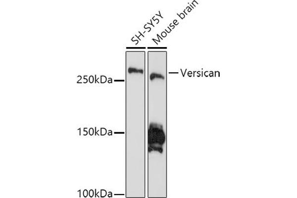 Versican anticorps