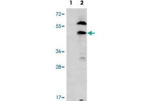 Western blot analysis of PDGFRL (arrow) using PDGFRL polyclonal antibody . (PDGFRL antibody  (C-Term))