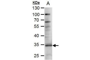 WB Image RANKL antibody [C2C3], C-term detects RANKL protein by western blot analysis. (RANKL antibody  (C-Term))