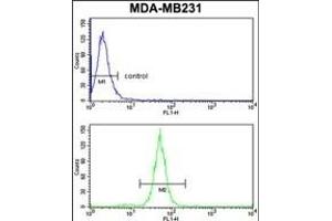 TGOLN2 Antibody (C-term) (ABIN652902 and ABIN2842582) flow cytometry analysis of MDA-M cells (bottom histogram) compared to a negative control cell (top histogram). (TGOLN2 antibody  (C-Term))