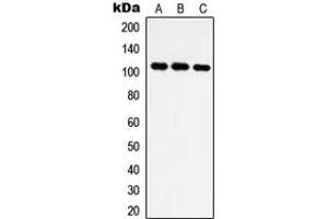 Western blot analysis of IARS2 expression in Jurkat (A), HT1080 (B), NIH3T3 (C) whole cell lysates. (IARS2 antibody  (N-Term))