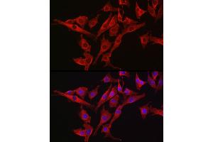 Immunofluorescence analysis of NIH/3T3 cells using [KO Validated] Caspase-3 Rabbit pAb (ABIN6134639, ABIN6137978, ABIN6137979 and ABIN6215159) at dilution of 1:300 (40x lens). (Caspase 3 antibody  (AA 1-100))