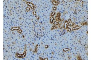 ABIN6272889 at 1/100 staining Mouse kidney tissue by IHC-P.