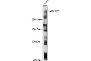 Western blot analysis of extracts of HeLa cells, using GOLGB1 antibody (ABIN7267498) at 1:1000 dilution.