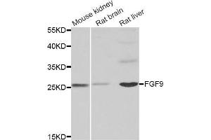 Western blot analysis of extracts of various cell lines, using FGF9 antibody (ABIN5973781) at 1/1000 dilution. (FGF9 antibody)