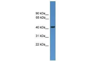 GLUL antibody used at 0. (GLUL antibody  (C-Term))