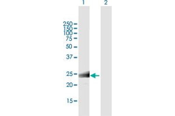 MS4A12 antibody  (AA 1-267)
