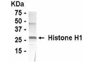Western Blotting (WB) image for anti-Histone H1 (full length) antibody (ABIN2467832) (Histone H1 antibody  (full length))