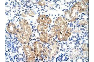 Image no. 1 for anti-SRY (Sex Determining Region Y)-Box 15 (SOX15) (AA 142-191) antibody (ABIN203348) (SOX15 antibody  (AA 142-191))