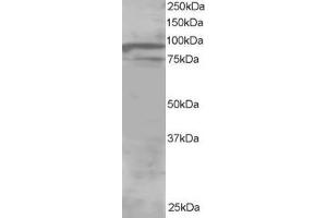 ABIN185121 staining (1µg/ml) of Human Brain lysate (RIPA buffer, 30µg total protein per lane).