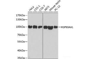 Western blot analysis of extracts of various cell lines using HSP90AA1 Polyclonal Antibody at dilution of 1:500. (HSP90AA1 antibody)