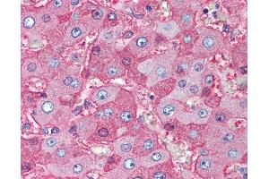 Anti-Serum Albumin antibody IHC of human liver. (Albumin antibody)