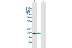 Western Blot analysis of CENPM expression in transfected 293T cell line by CENPM MaxPab polyclonal antibody. (CENPM antibody  (AA 1-180))