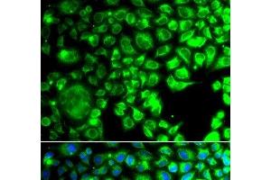 Immunofluorescence analysis of A549 cells using TBPL1 Polyclonal Antibody (TBPL1 antibody)