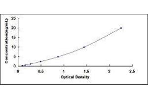 ELISA image for Protein Phosphatase, Mg2+/Mn2+ Dependent, 1A (PPM1A) ELISA Kit (ABIN436940) (PPM1A ELISA Kit)