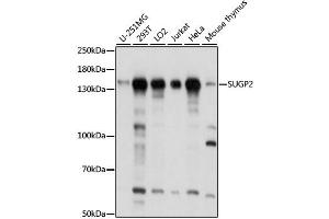 Western blot analysis of extracts of various cell lines, using SUGP2 antibody. (SFRS14 antibody)