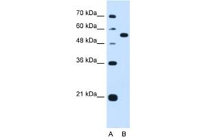 WB Suggested Anti-LMAN1 Antibody Titration:  1. (LMAN1 antibody  (Middle Region))