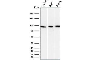 Western Blot Analysis of Jurkat, Raji, and THP-1 cell lysate using CD71 Mouse Monoclonal antibody (DF1513). (Transferrin Receptor antibody)