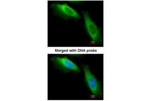 ICC/IF Image Immunofluorescence analysis of paraformaldehyde-fixed HeLa, using EF-1-beta2, antibody at 1:200 dilution. (EEF1B2 antibody)
