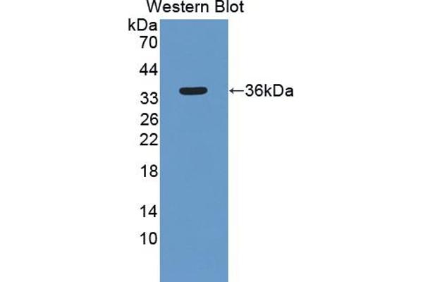 SIRT4 antibody  (AA 28-314)