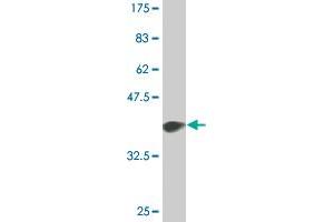 Western Blot detection against Immunogen (36. (p300 antibody  (AA 731-830))