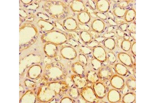PPIL5 antibody  (AA 18-159)