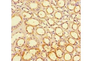 Immunohistochemistry of paraffin-embedded human kidney tissue using ABIN7158094 at dilution of 1:100