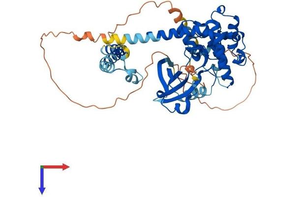 STK3 Protein (AA 1-497) (His tag)
