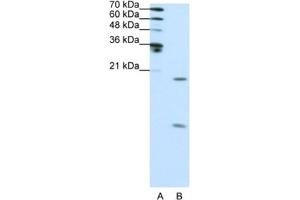 Western Blotting (WB) image for anti-Small Nuclear Ribonucleoprotein Polypeptide F (SNRPF) antibody (ABIN2462139) (SNRPF antibody)