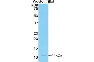 Detection of Recombinant FGF3, Human using Polyclonal Antibody to Fibroblast Growth Factor 3 (FGF3) (FGF3 antibody  (AA 154-232))