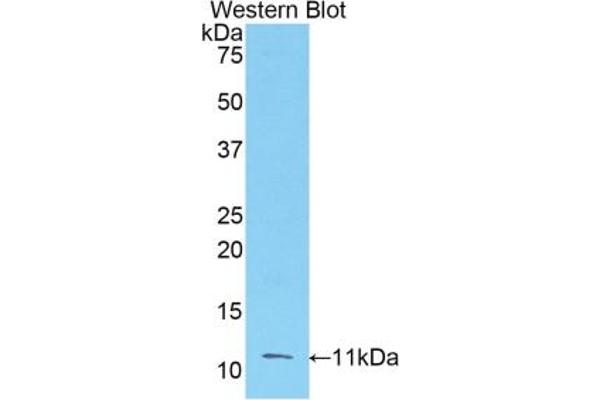 FGF3 anticorps  (AA 154-232)