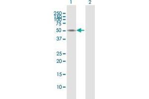 Western Blot analysis of GAPDHS expression in transfected 293T cell line by GAPDHS MaxPab polyclonal antibody. (GAPDHS antibody  (AA 1-408))