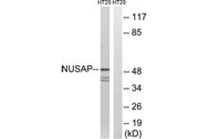 Western blot analysis of extracts from HT-29 cells, using NUSAP1 Antibody. (NUSAP1 antibody  (AA 392-441))