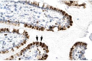 Human Intestine (E2F4 antibody  (C-Term))