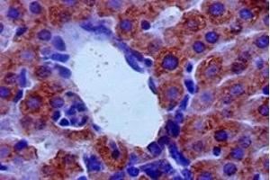 Immunohistochemistry of paraffin-embedded mouse liver tissue using ABIN7143989 at dilution of 1:50 (Monoamine Oxidase B antibody  (AA 2-489))